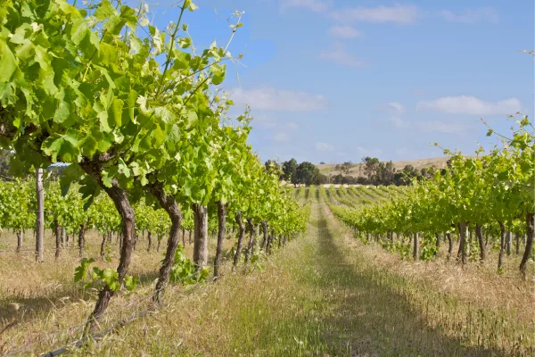 Sostenibilità in agricoltura: perché l’equilibrio è il vero vantaggio competitivo del futuro