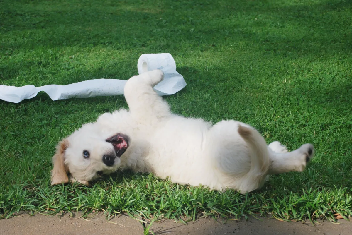 A golden yellow puppy rolling in green grass