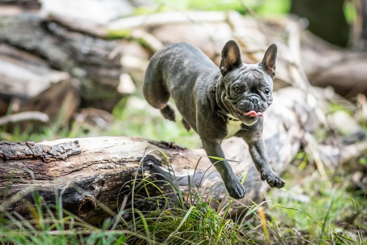 French Bulldog in nature. In mid air jumping over a wooden log.