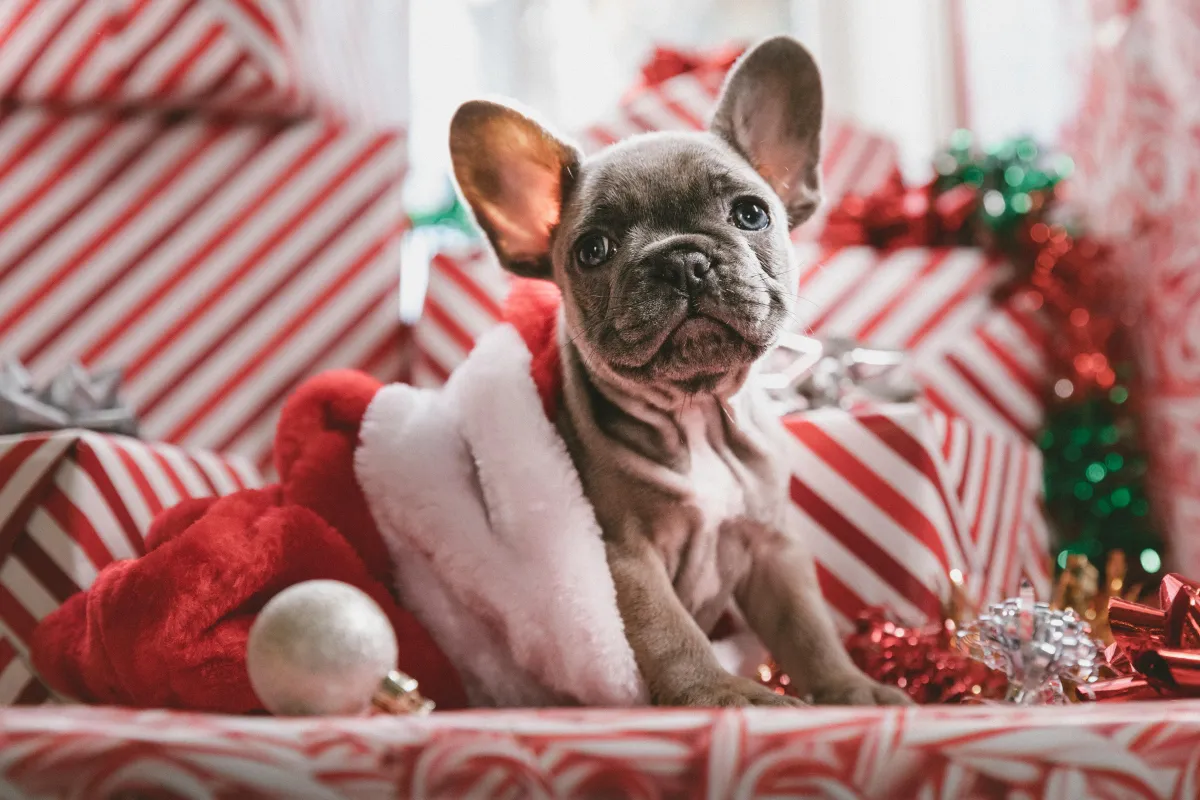 A French Bulldog puppy in a red santa hat surrounded by wrapped presents. 