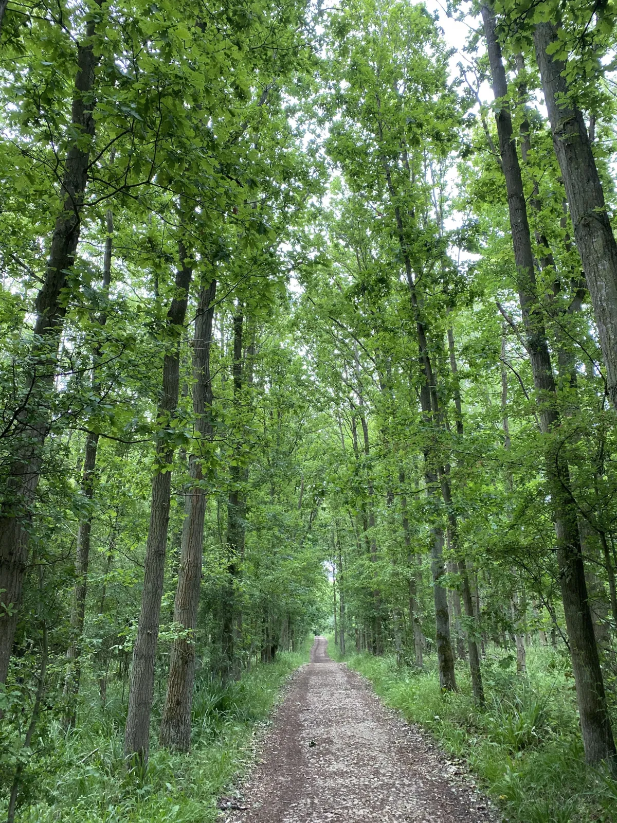 Path through trees