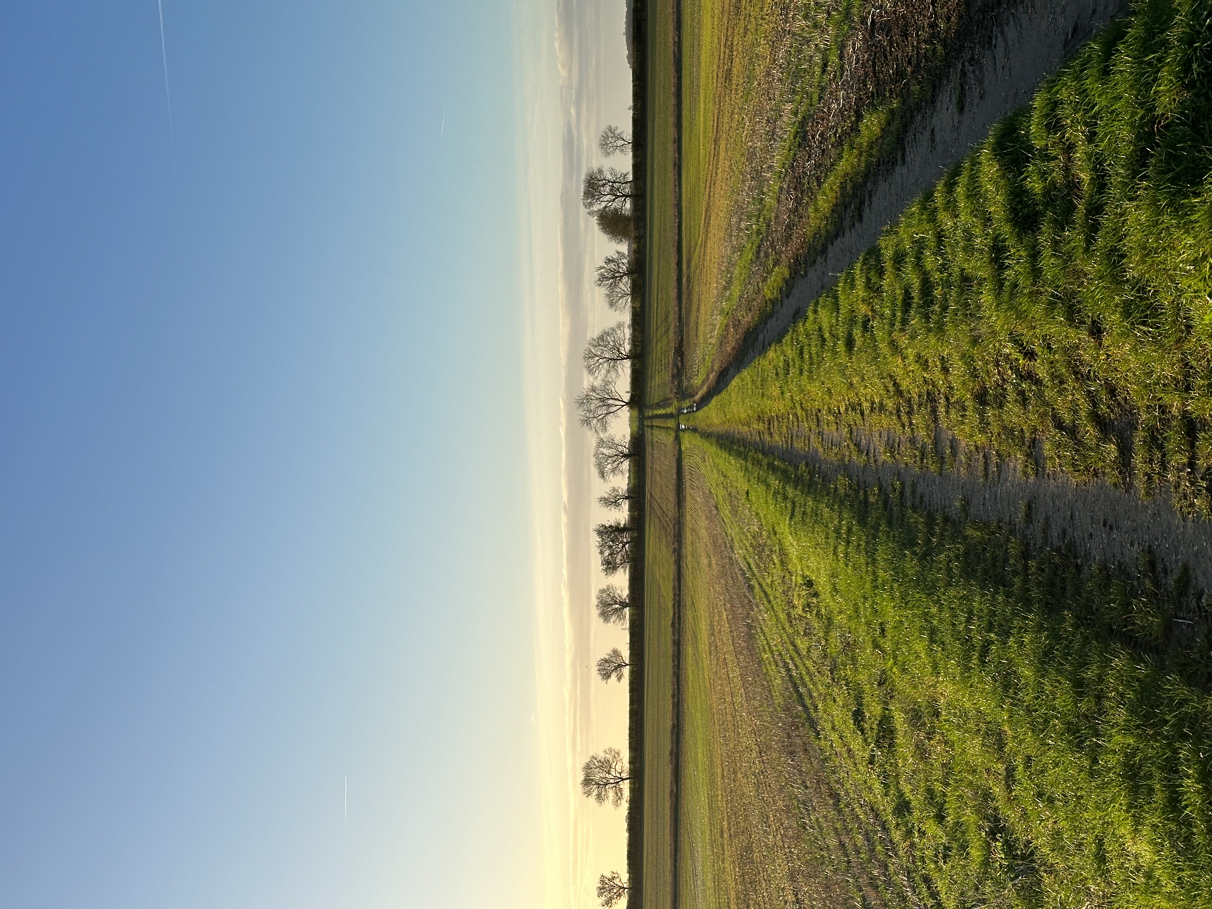 Blue sky, fields and a tree line