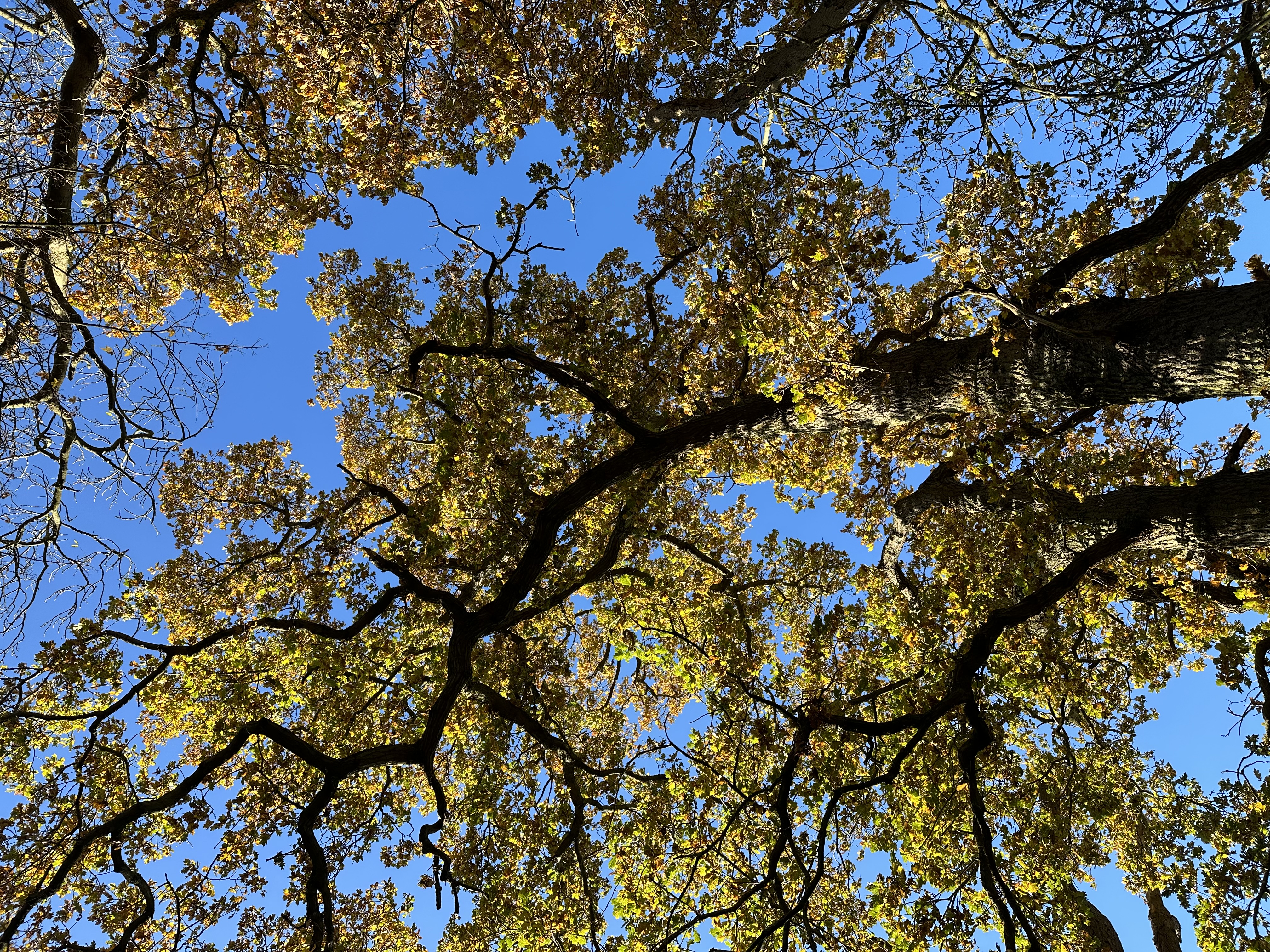Trees against a blue sky