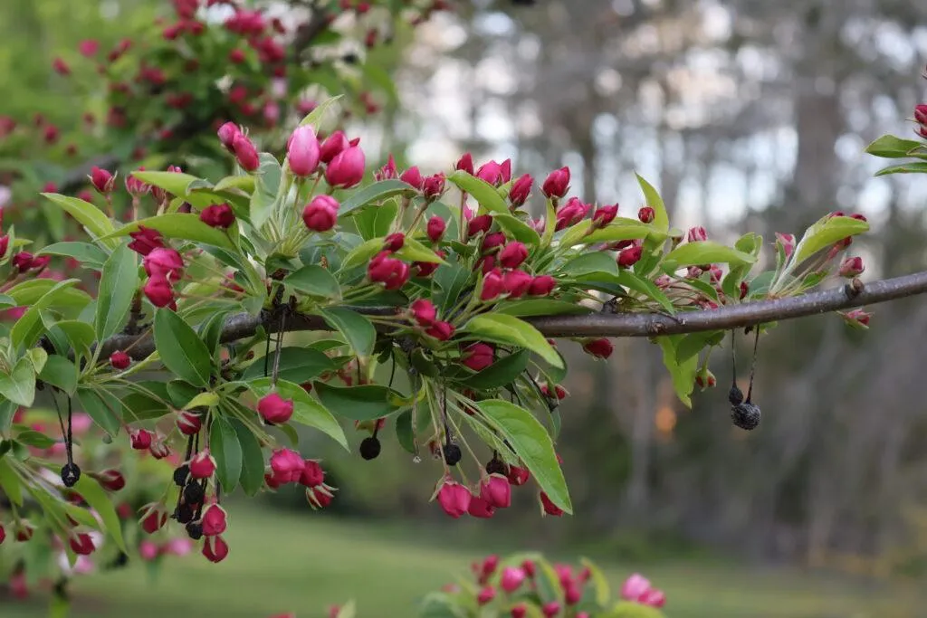 On Hold - Eco-Friendly Weddings: Celebrating Love and Nature at Fairview Meadows