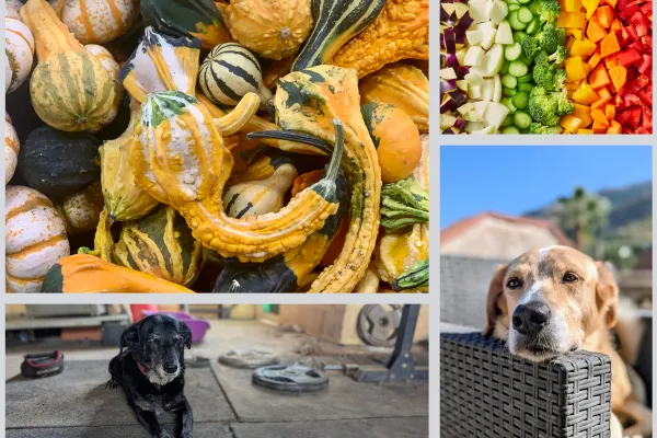 best winter vegetables for homemade dog food collage main image