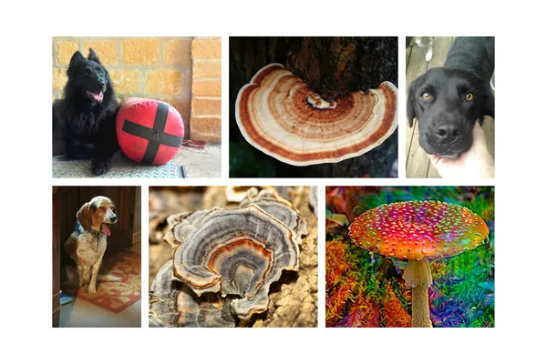 Turkey Tail Mushrooms for Dogs with Cancer