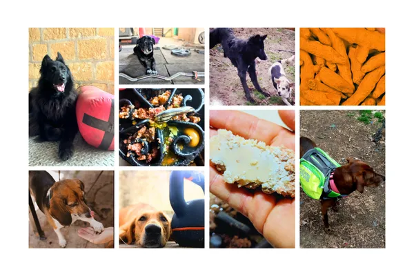 The Real Reason Your Dog’s Joints Hurt (and 7 Foods That Fix It)
