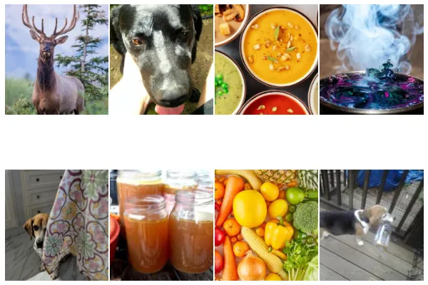 Wild bone broth recipe for dogs joint health blog graphic