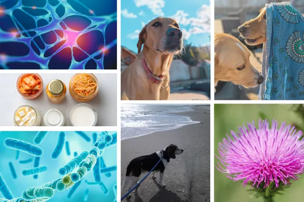 How to Keep Your Dog’s Liver Healthy During Chemo | SAM-e, Milk Thistle & More