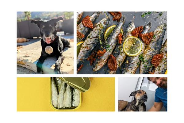 sardines for dogs blog header