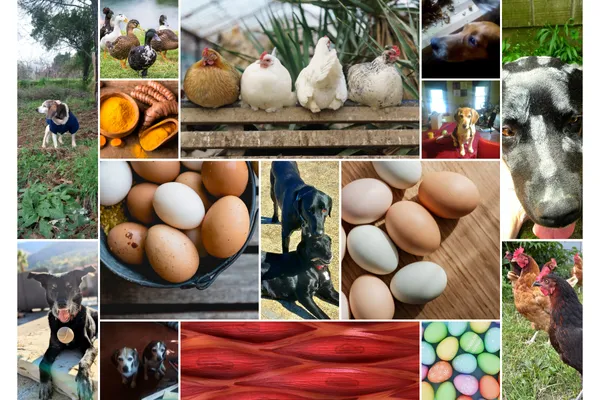 can dogs eat eggs blog graphic