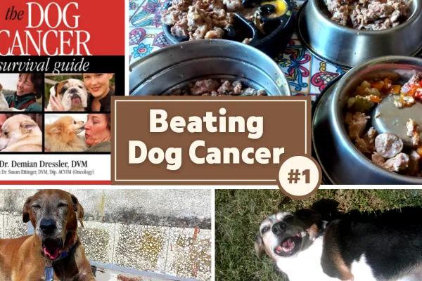 🐾 Book Review: The Dog Cancer Survival Guide by Dr. Demian Dressler & Dr. Sue Ettinger