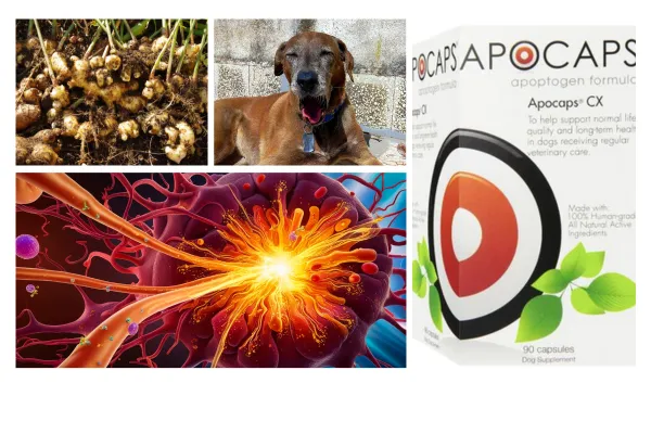 Apocaps Review: Can This Supplement Really Help Dogs With Cancer?