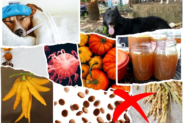 My Dog Has a Belly Ache and Won’t Eat — What Should I Feed Them?