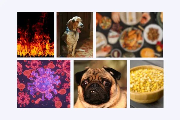 ❌ The 4 Worst Ingredients to Add to Homemade Dog Food