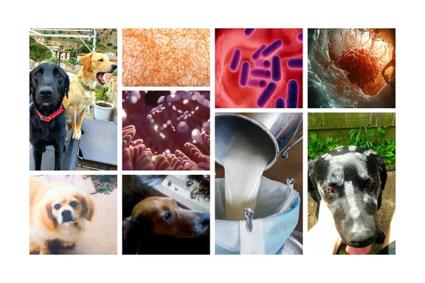 Gut Health for Dogs With Cancer: Survival, Appetite, and Immune Support