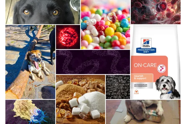 Hill’s ONC Dog Food Review