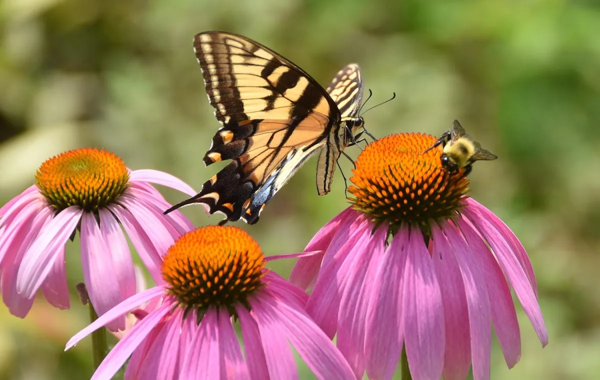 Power of Pollinators