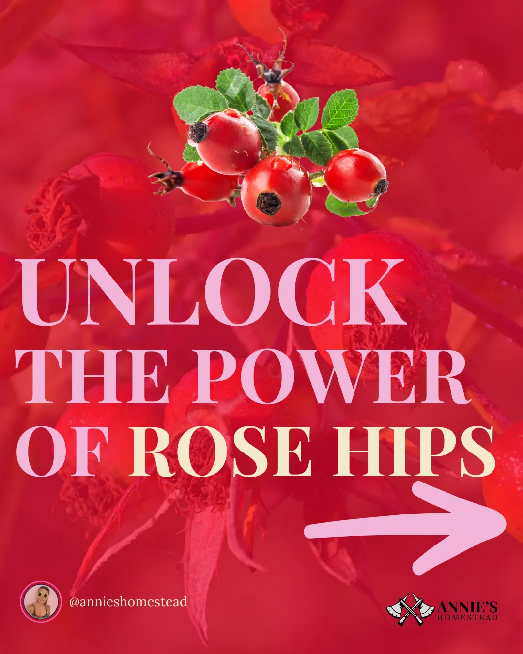 Power of Rose Hips