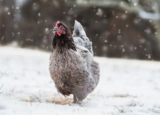chicken running in snow