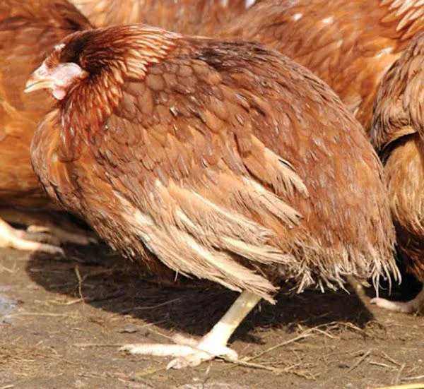 sick chicken
