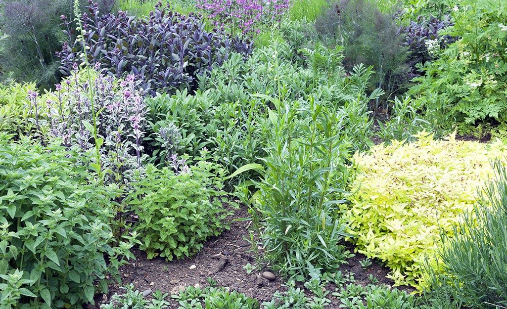 herb garden