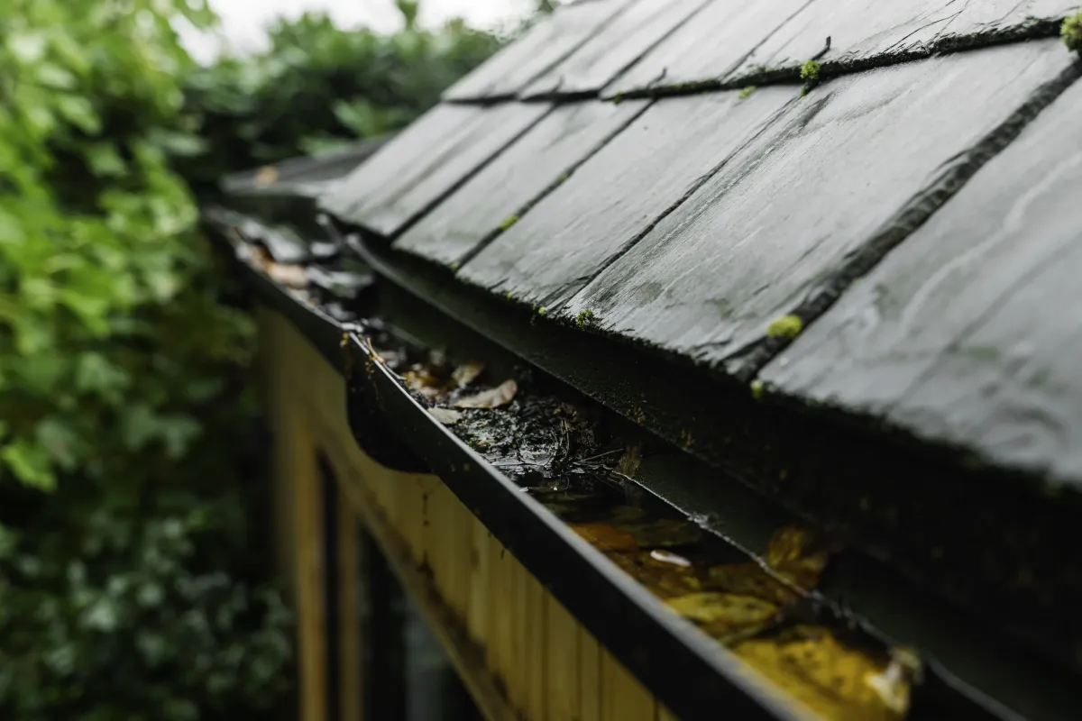 Toit de maison envahi par la mousse – risques d’infiltration et de dégradation