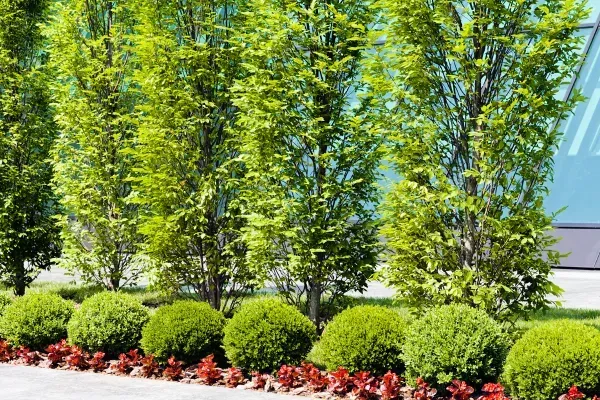 Transforming Danbury’s UK Business Fronts with Expert Commercial Landscaping