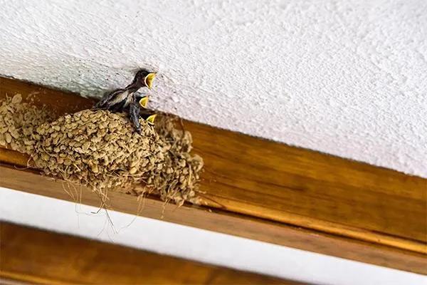 bird nest on the roof