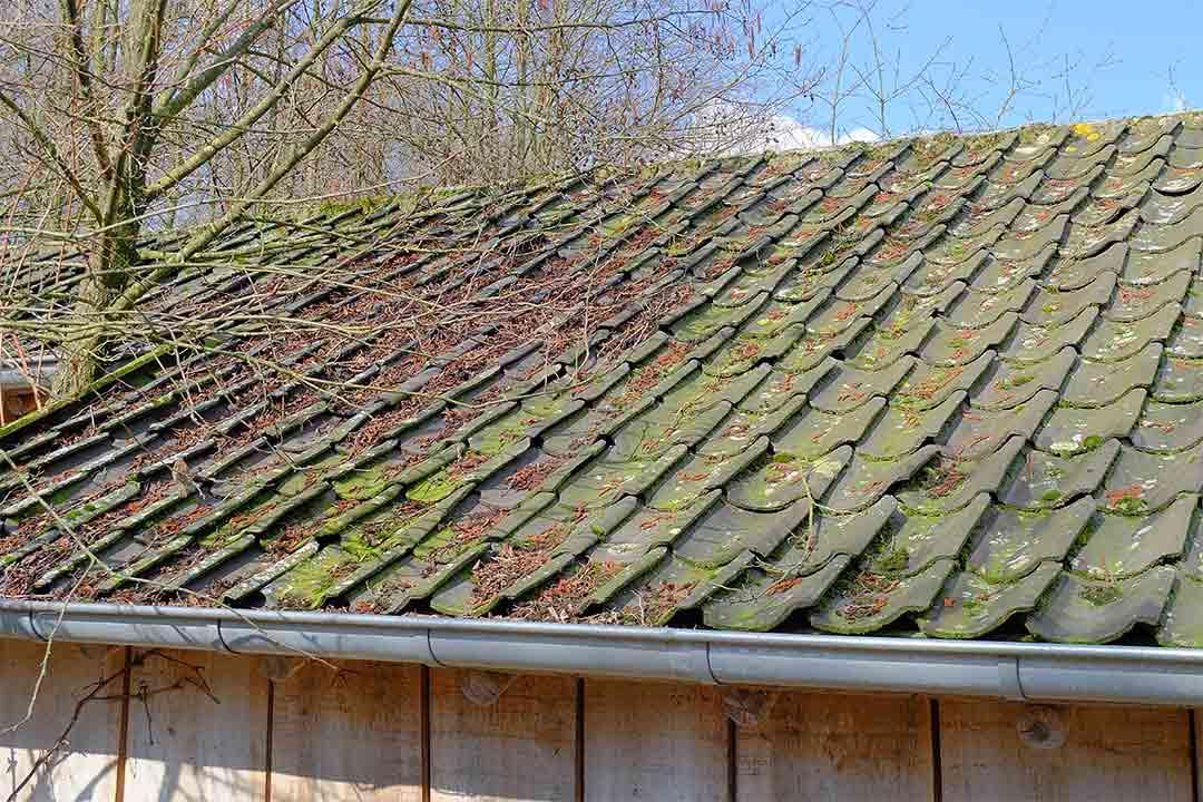 algae buildup on a roof