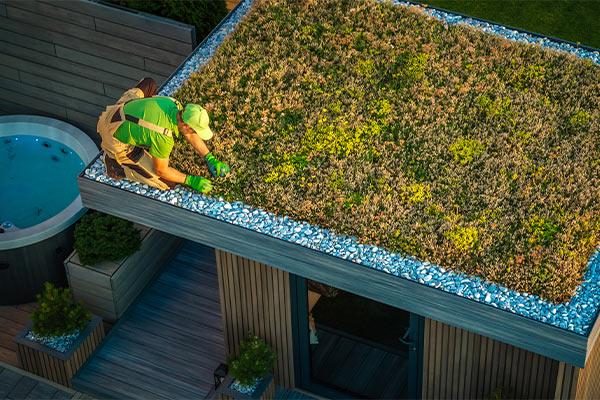 man taking care of a living roof