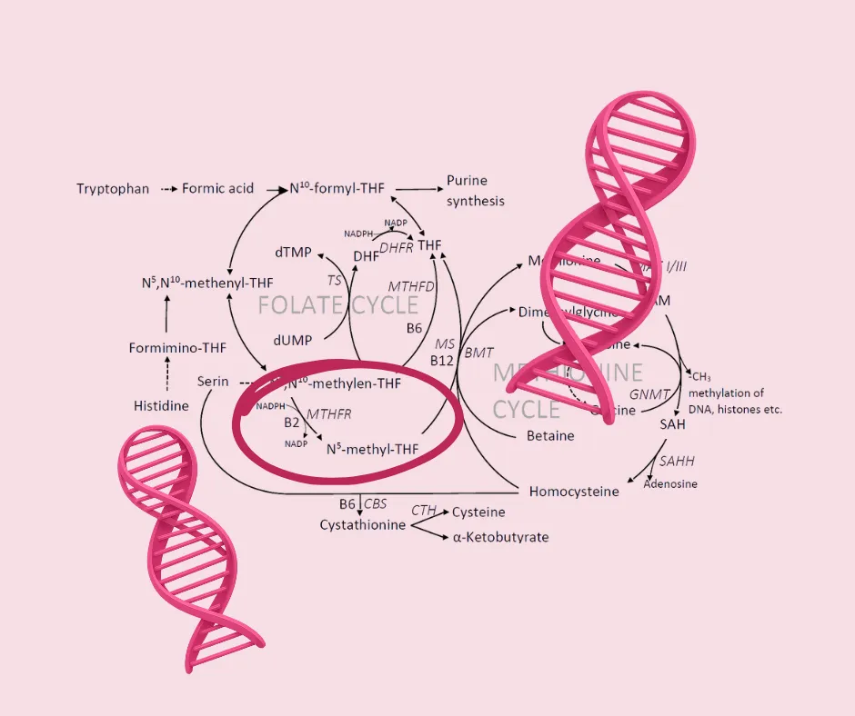The Unseen Blueprint: How MTHFR Polymorphisms Impact Breast Cancer Risk