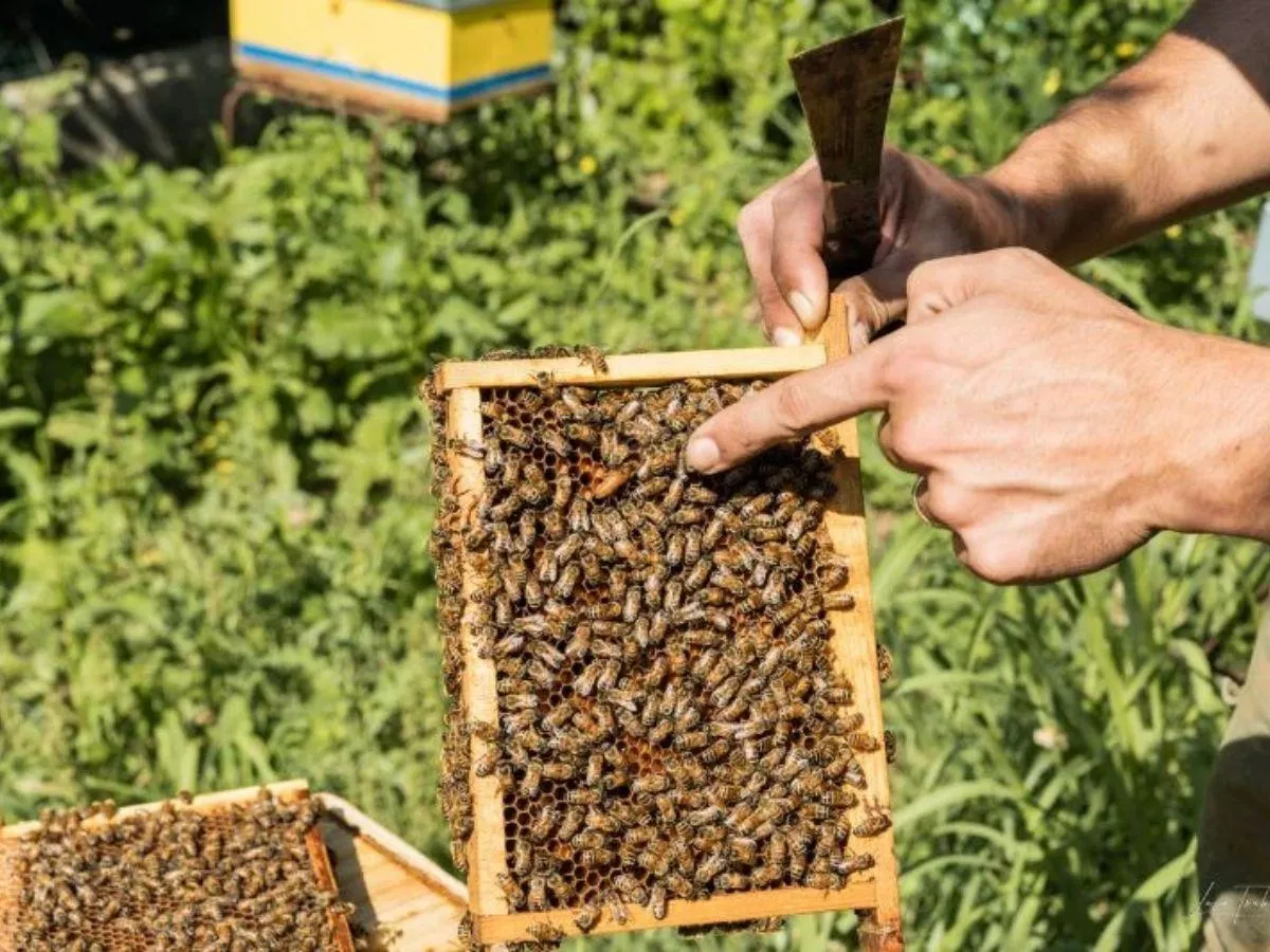 Discover the Buzz: A Bee Farm Experience in the Bologna Hills