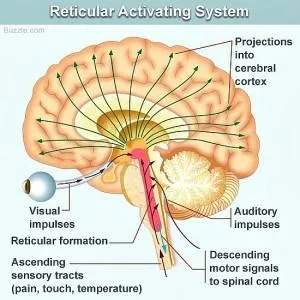 RAS Human Brain