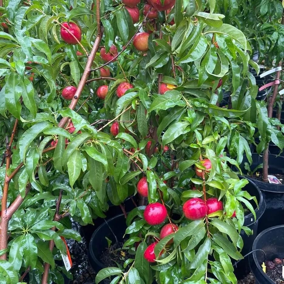 Apple tree with fruit on it