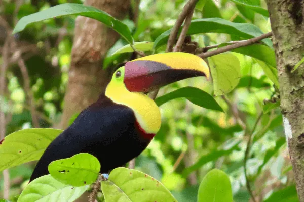 Toucan in an Airbnb in Costa Rica
