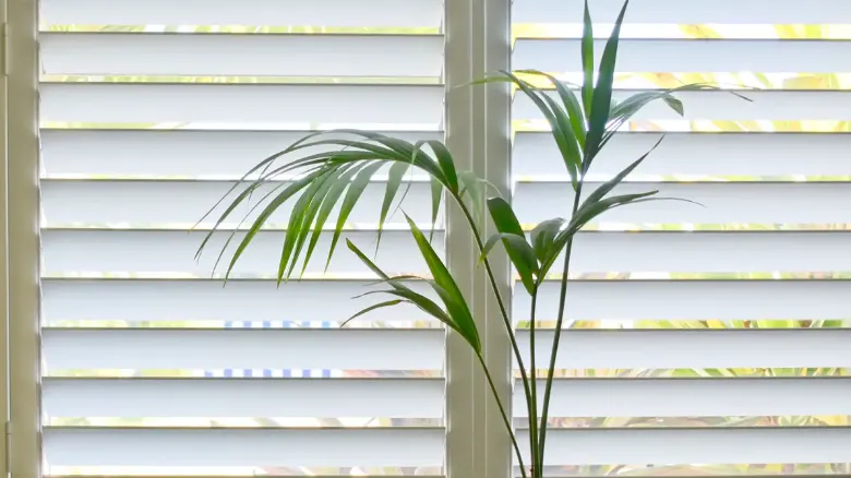 Plants