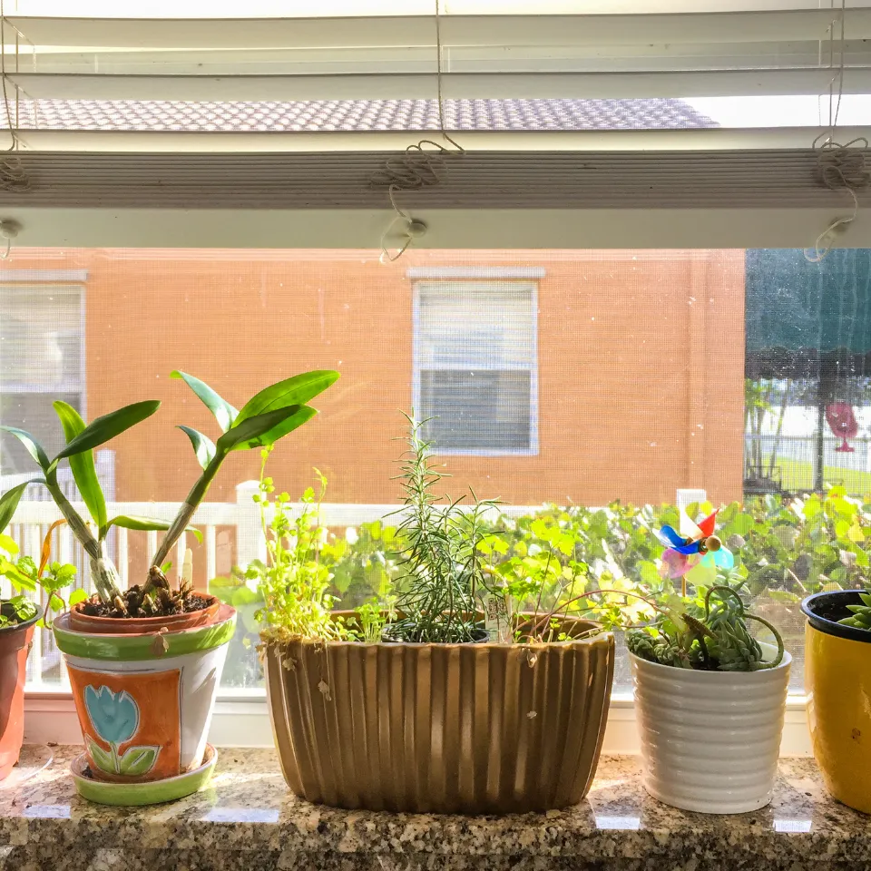 Beginner’s guide to growing fresh herbs, greens, and veggies indoors.
