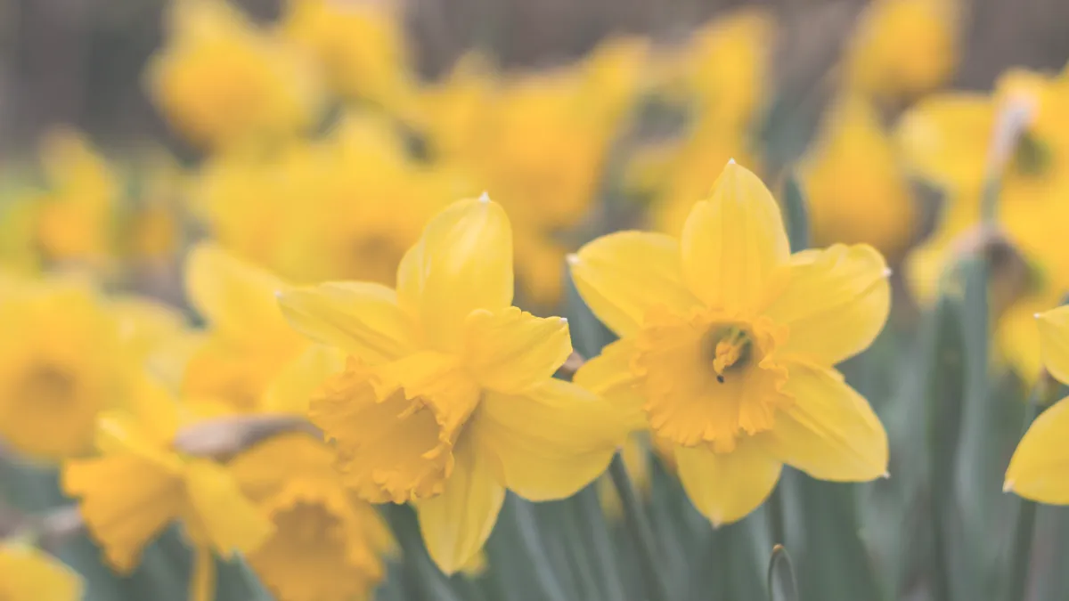 Monday Mindset: The Power of Aligning Your Gifts with Divine Purpose