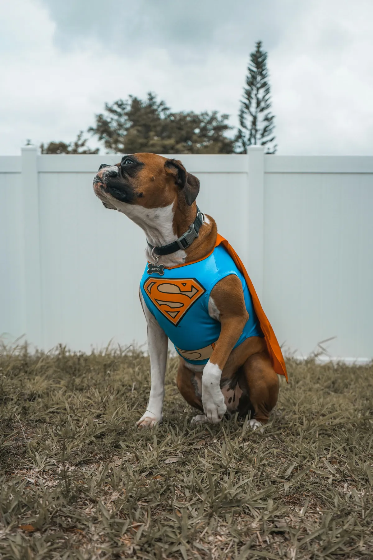 Super Dog