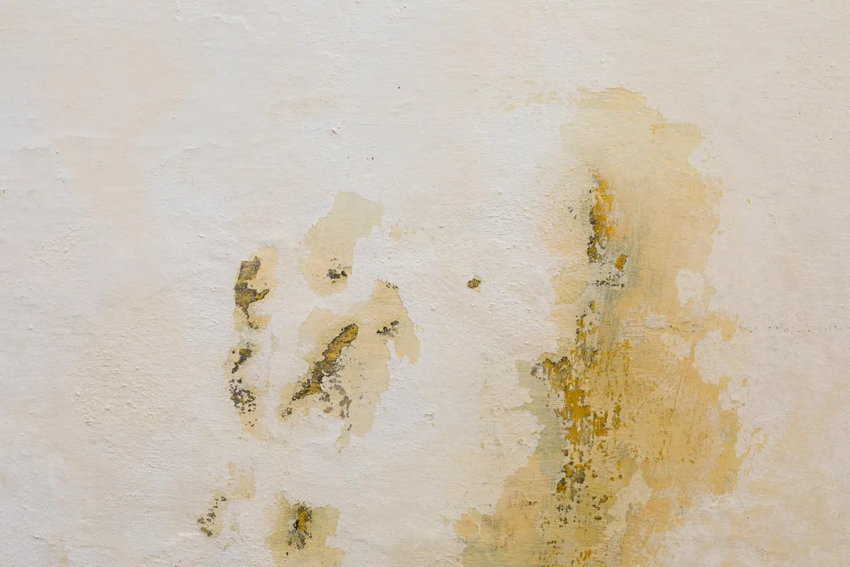 Preventing Mold & Mildew in Oroville | Shelton’s Janitorial