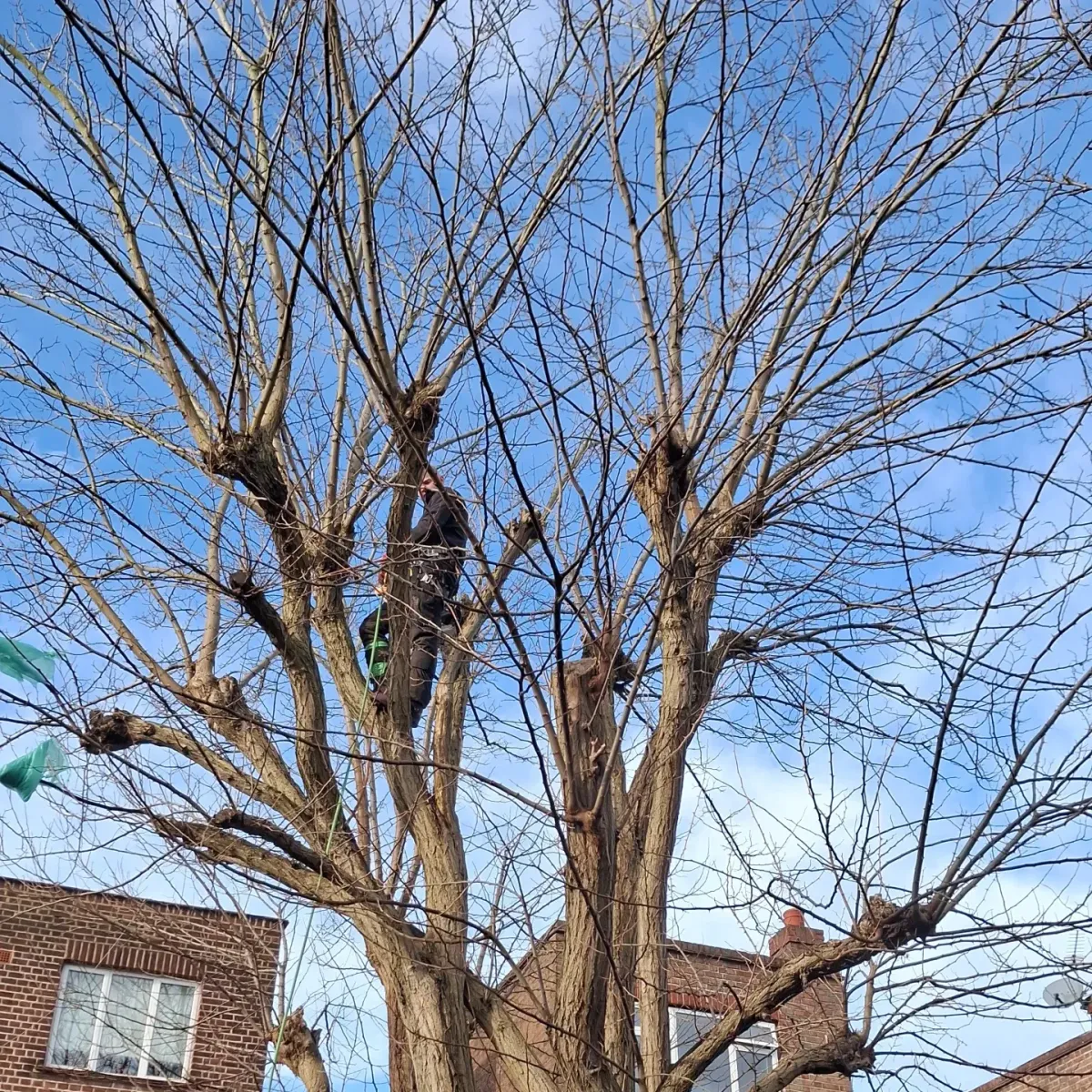 Tree surgeon working in a pollarded tree using ropes and harness
