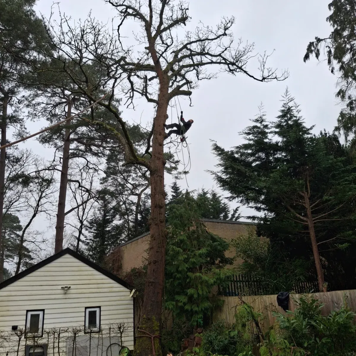 Arborist climbing and dismantling a tall pine tree above a garden