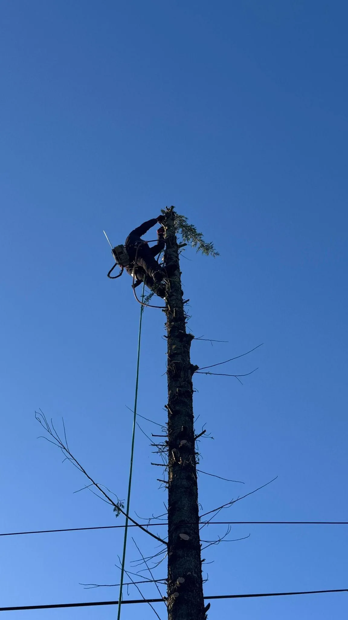 Arborist dismantling a tall conifer from the top with rope access and chainsaw