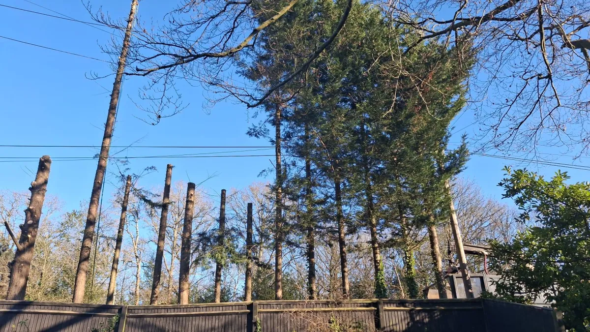 Line of trees reduced in height along a garden boundary fence beneath overhead cables