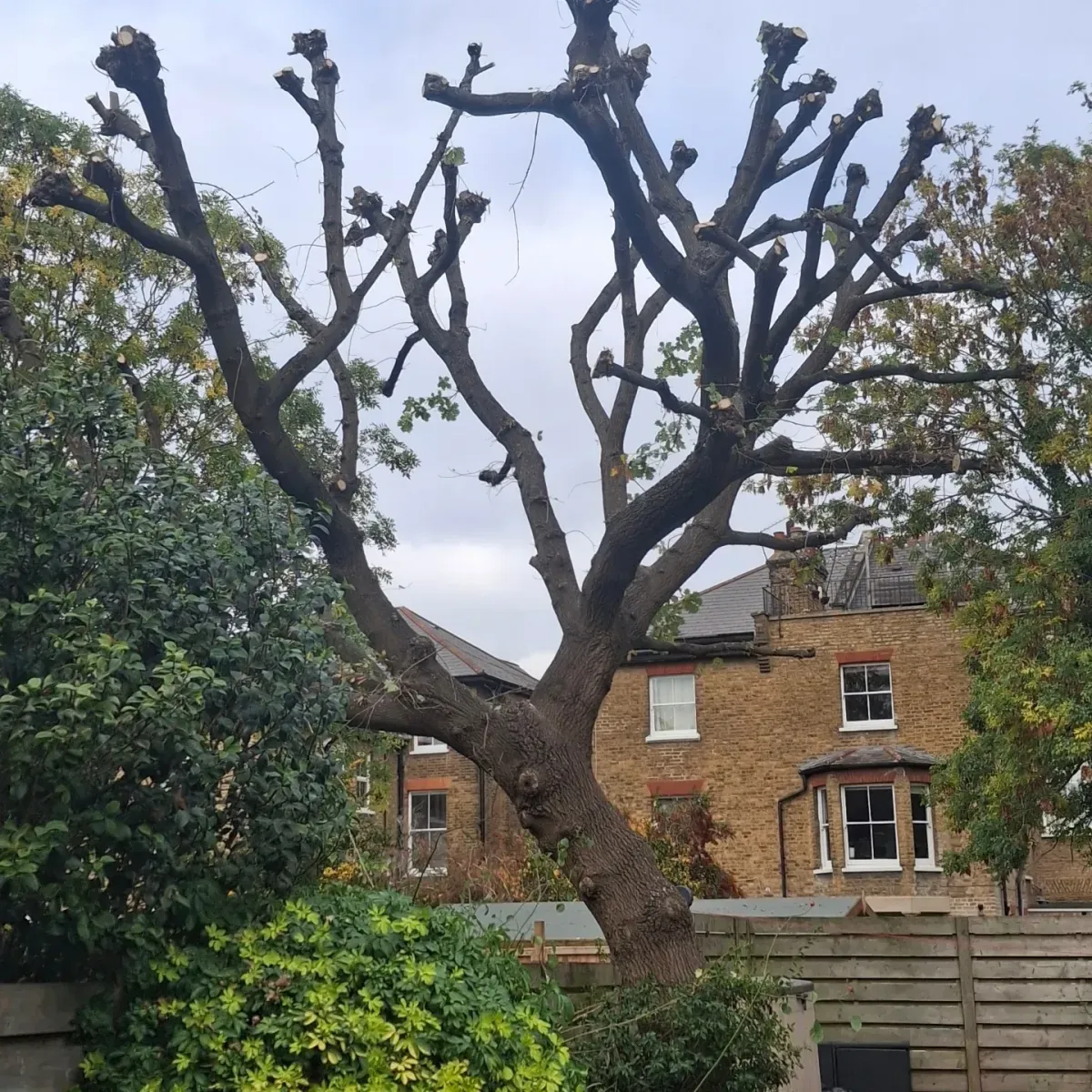 Tree after heavy crown reduction and pruning in a rear garden