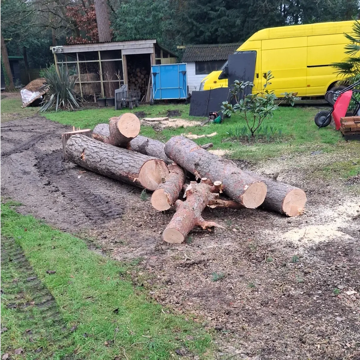Large conifer logs stacked on a driveway after tree felling