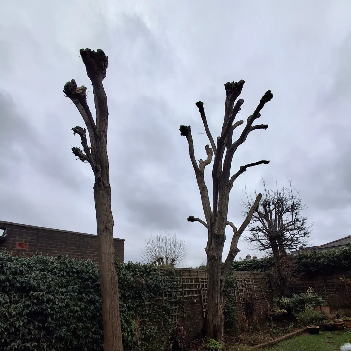 Pollarded trees after pruning, with branches cut back to stubs in a back garden