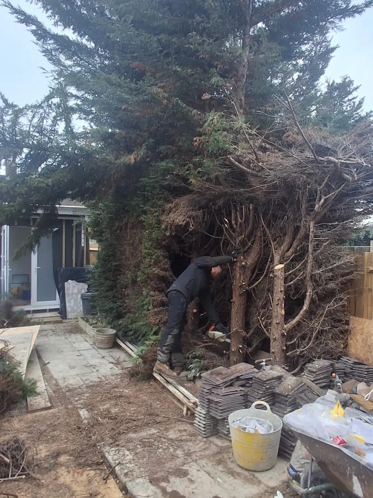 Tree surgeon dismantling a dense conifer hedge with a chainsaw in a tight garden space