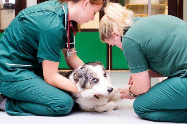 TPLO Surgery in Dogs: Understanding the Rising Epidemic in North America